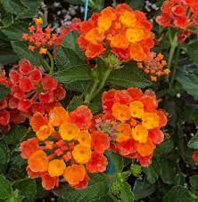 Lantana Camara Radiation Weeping Or Trailing Lantana Polecat Geranium Side Of Cottage Ground Cover Lantana Plants For Hanging Baskets Lantana Camara