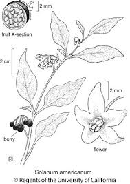 Image result for Solanum americanum