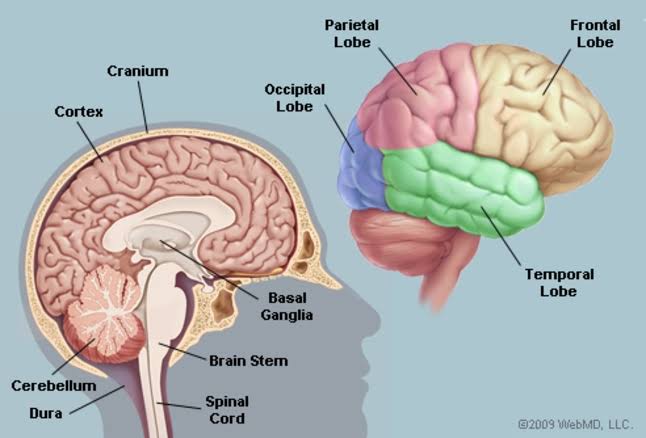 Image result for brain"