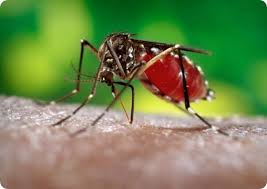 Image result for Dengue