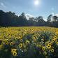SUNFLOWER DAYS AT BIG SKY FARM 2026