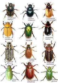 We did not find results for: Arizona Beetles Bugs Birds And More July 2013 Beetle Art Beetle Bugs And Insects