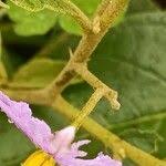 Image result for Solanum campylacanthum 'incanum type'