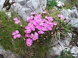 Image result for Dianthus chimanimaniensis