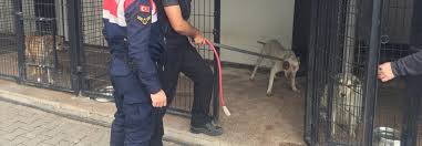 Eskisehir De Kopek Hirsizlari Yakalandi