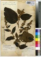 Image result for Triumfetta brachyceras