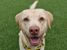 Labrador rescue yorkshire