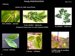 Image result for Bignoniaceae