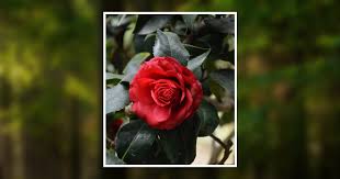 Latina Tanev Obituary October 28, 2021