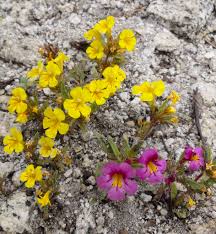 Image result for Lepidagathis pallescens