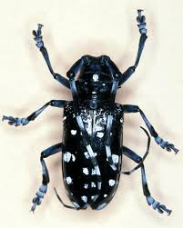 Image result for Belonophora