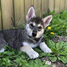 Free dog classifieds ️ pawbe is here to help you find the perfect puppy for you and your family 🐾 breeders and puppy owners can list their cute puppies here. Wild Facts About Wolf Dogs