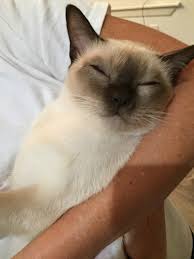 Want to protect your cat from a potentially deadly virus? How To Legally Avoid Rabies Vaccine