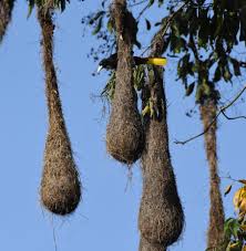 Image result for Dolichos pseudocajanus