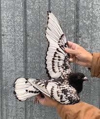 Pigeonsfans Posted To Instagram By Chris Northern Lights Pigeon Pigeons Racingpigeons Racingpigeon Pigeonsofi Pigeon Pictures Homing Pigeons Pigeon Bird