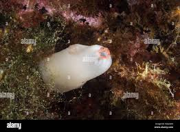 Dirty Sea-squirt or European Sea Squirt (Ascidiella aspersa Stock Photo -  Alamy