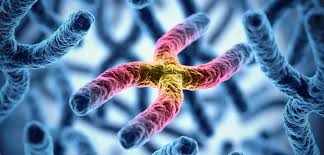 Heritable mutations in the bap1 tumor suppressor gene predispose individuals to mesothelioma and other cancers. Gene Mutation Helps To Assess Some Tumors But Not Mesothelioma