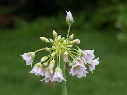 Image result for Nectaropetalum