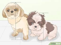 Hi there, thank you for your interest in mia! 4 Ways To Identify A Shih Tzu Wikihow