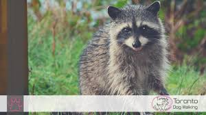 The most common sources of food for raccoons in when i spotted a raccoon on my porch, i quit putting the cat food dispenser outside. The Dangers Of Raccoon Urine And Feces For Your Dog
