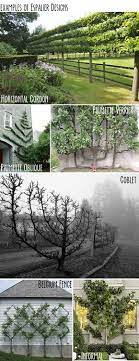 planter un espalier ou une palmette chez vous ma passion du verger en 2021 amenager petit jardin bassin de jardin amenagement jardin