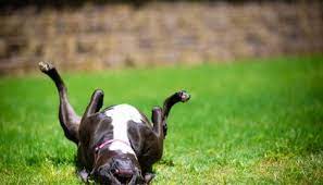 We do not give out medical advice about your dog. Dogs Are Smart But Not Exceptional Smart News Smithsonian Magazine