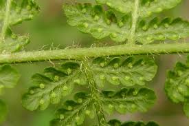 Image result for Annickia ambigua