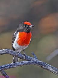صور عصافير جميلة 2017 اروع خلفيات عصافير في العالم Bird Photo Animal Pictures Animals