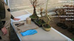 Best practices for bonsai winter care. Bonsai Overwintering Bonsaischule Wenddorf