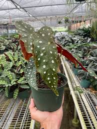 Image result for Begonia macrocarpa