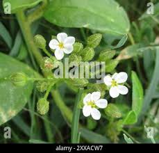 Image result for Limeum viscosum