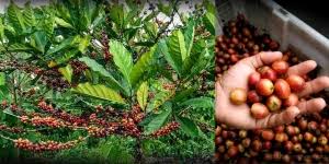 Waspada Jangan Asal Mimum Kopi, Kenali ...