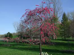 Image result for Prunus persica