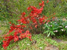 Quinces are sometimes used in preserves and jellies. Texas Scarlet Flowering Quince Carolyn S Shade Gardens
