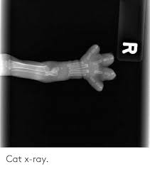 The images are then used to show bone and some soft tissue in an area specified by a healthcare. Cat X Ray Dank Meme On Me Me