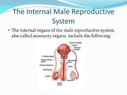 Internal male reproductive organs male internal reproductive organs include the epididymus, seminal vesicles, prostate gland, and the cowper's gland. The Male Reproductive System Ppt Video Online Download