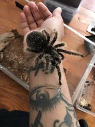Females can live up to ten years, but the male lifespan is considerably less. Honduran Curly Hair Arachnoboards