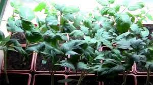 Do i need a big space to grow tomato plants indoors with an led panel you need to consider that in order to grow tomato plants from seed to producing fruit, they will be tall if using indeterminate varieties. Tomato Plants Started From Seeds Indoors Under A Grow Light Youtube