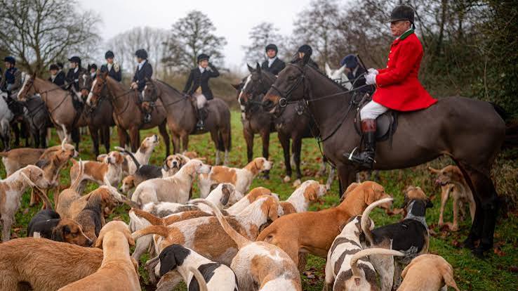 Boxing Day hunt: Government 'committed' to banning trail hunting - BBC News