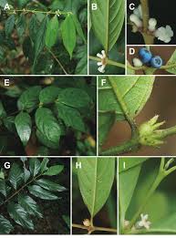 Image result for Lasianthus