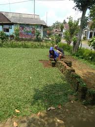 Jasa tukang taman, konstruksi taman, renovasi taman dan design landscape profesional, melayani berbagai jasa pertamanan. Harga Rumput Gajah Mini Area Pasuruan Jatim Tahun 2021 Rumput Taman Malang