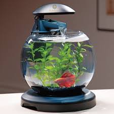 Sungrow Beautiful Plastic Aquarium Plant Set Life Like Fish Tank Beta Fish Tank Goldfish Tank