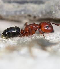 One time house calls or calls to a business range from $50 to as while the average cost of pest control seems staggering, preventive pest control offers low cost pest very rarely do you just have one invasion. Ant Control Inspection Extermination Near You Terminix