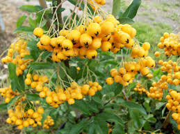 Image result for Pyracantha coccinea golden charmer