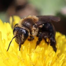 New england flowers for bees. Unh Study Shows Decline In Wild Bees That Pollinate Major New England Fruit Crops New Hampshire Public Radio