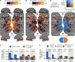 Close ads and play video. Human Scene Selective Areas Represent 3d Configurations Of Surfaces Sciencedirect