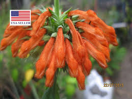 Image result for Leonotis decadonta