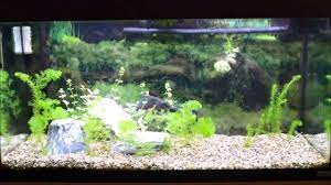 We did not find results for: Arcadia Classica T8 Led 1st Look And Test Youtube