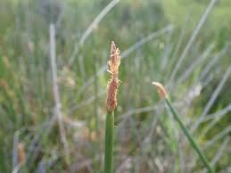 Image result for Eleocharis limosa