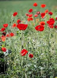 Oft gibt es komplexe lizenzen und keine suche mit der man fotos einfach finden kann. Maravillosas Imagenes Gratis Pixabay Kostenlose Bilder Gratis Bilder Blumen Bilder